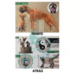 Mapa Acupuntura Veterinária 