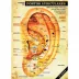 Mapa Auricular Plastificado Professor Wagner